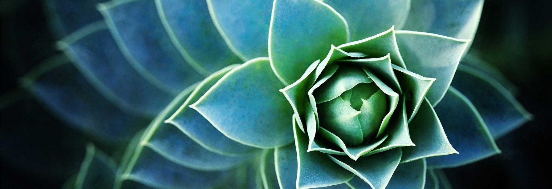 Green and blue spiral succulent plant seen from above.